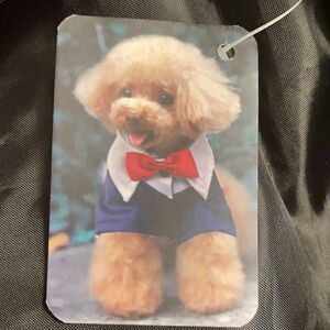 Dog Suit & Tie